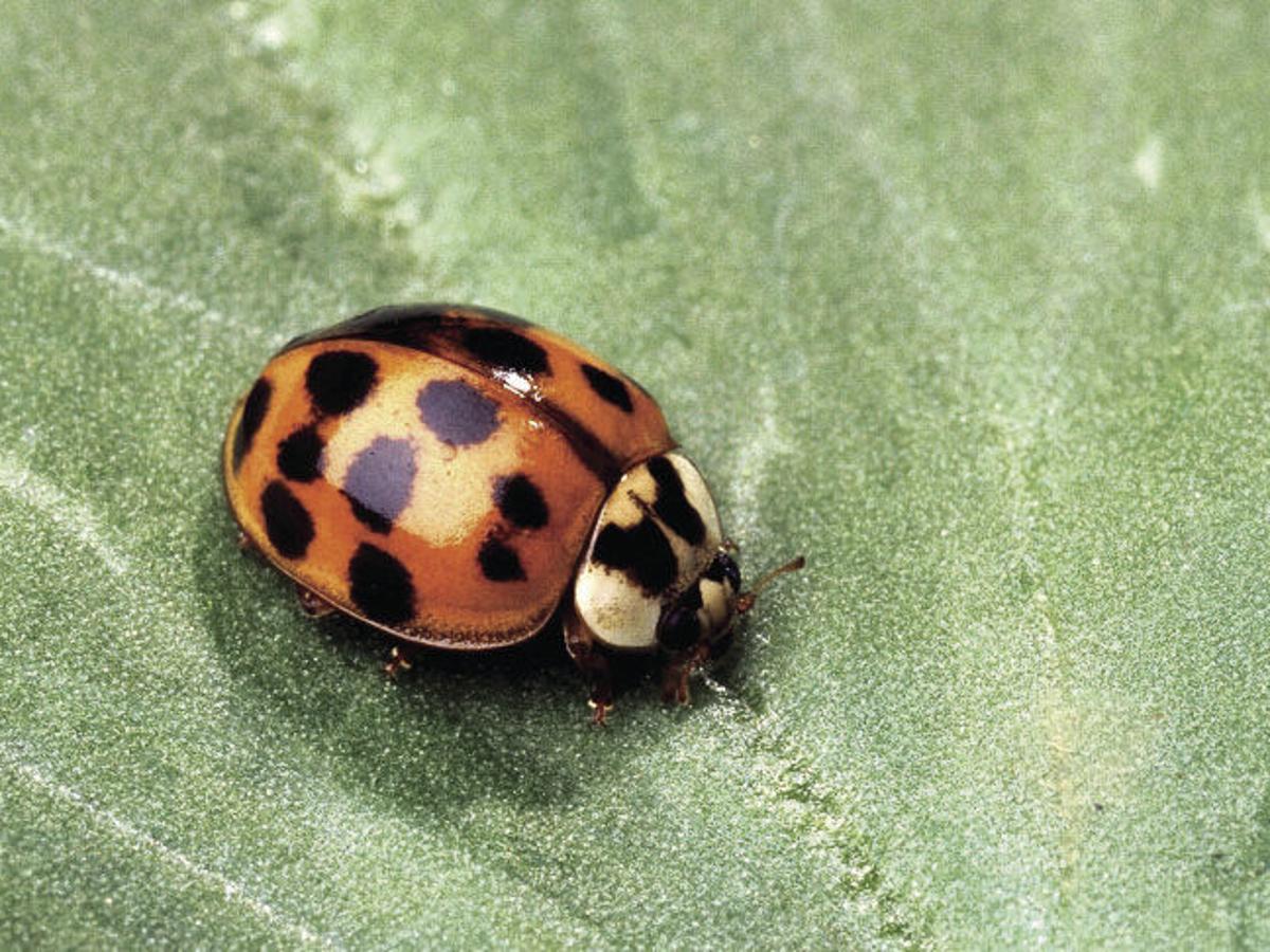Five Insect Pests That Overwinter In Structures Local News Heraldandnews Com Five Insect Pests That Overwinter In Structures Local News Heraldandnews Com