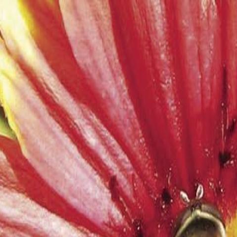 Five ways to distinguish insect friend from insect foe ...