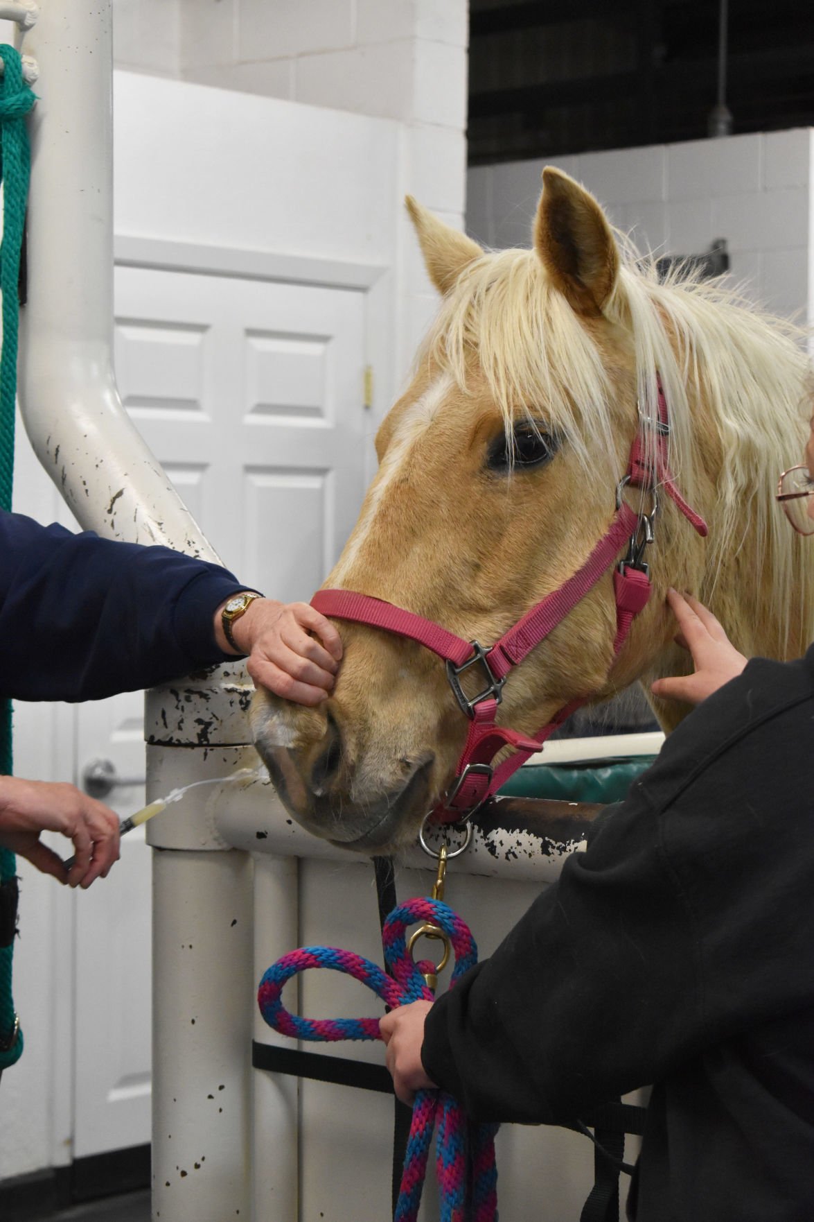 kids-learn-how-to-vaccinate-their-horses-local-news-heraldandnews