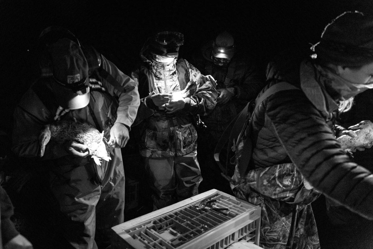 Duck Banding