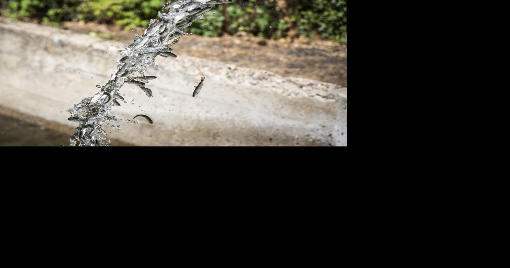 Iron Gate Hatchery won't release fish into Klamath River Local News