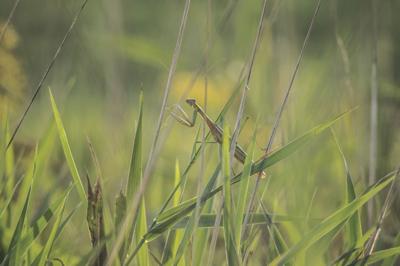 Five Integrated Pest Management Control Strategies Local News Heraldandnews Com