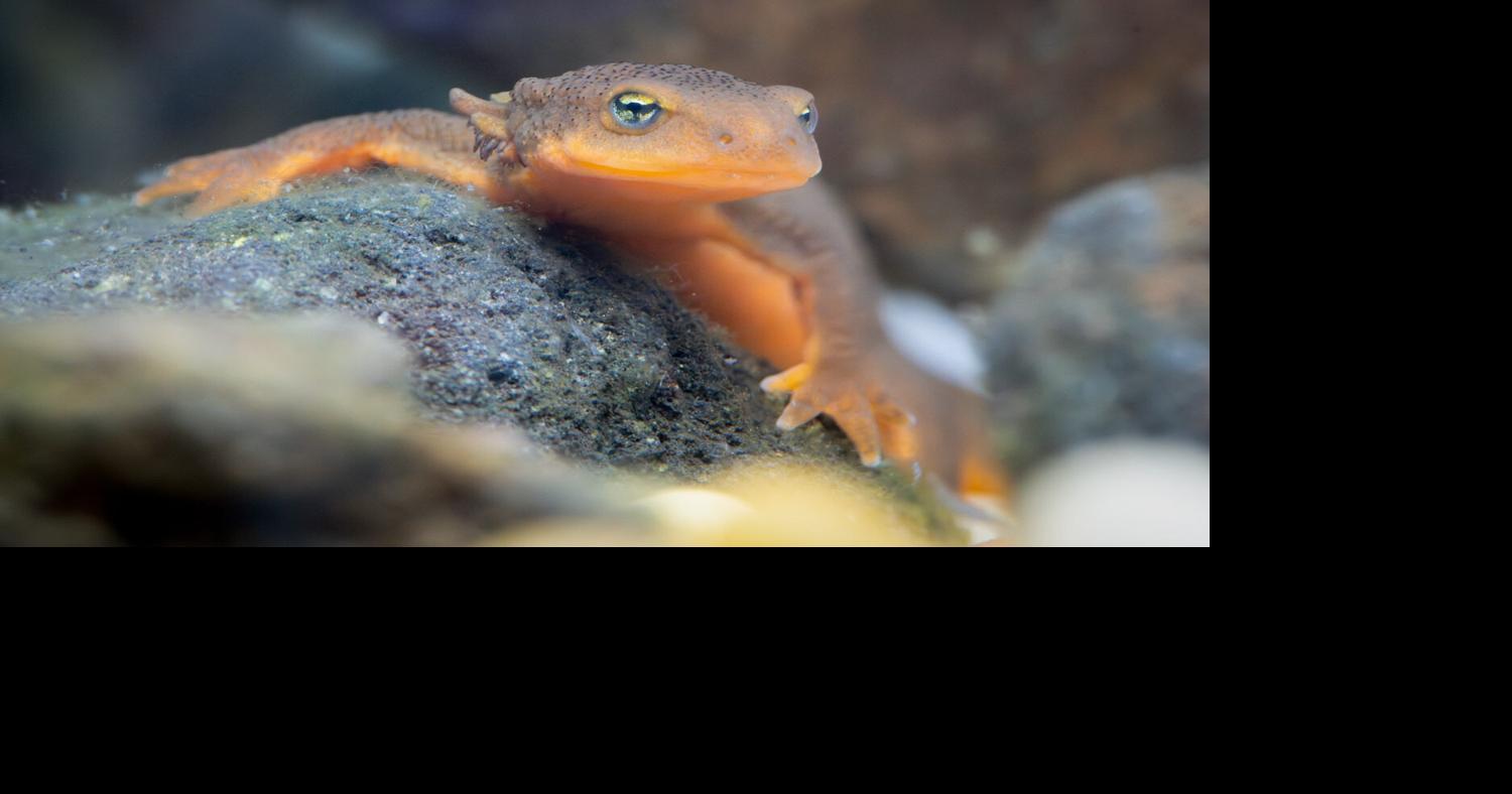 Two Mazama newts lay eggs
