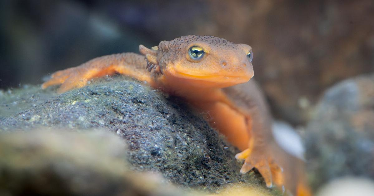 Two Mazama newts lay eggs