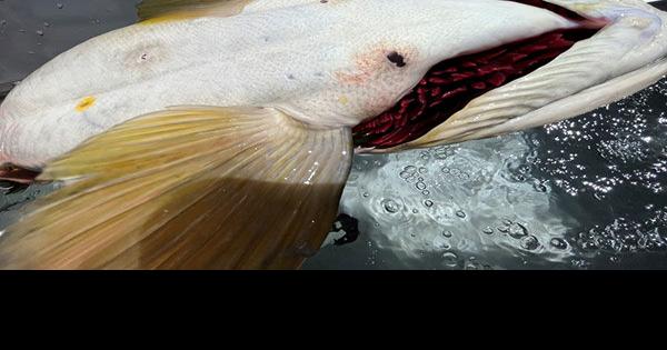 Miller Lake lamprey wound