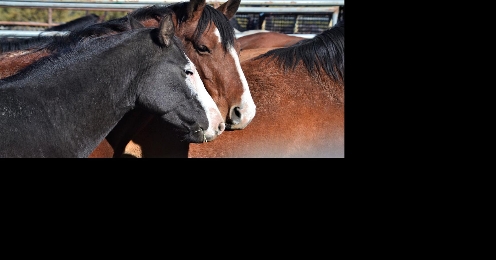 First Modoc wild horse adoption event a success Local News