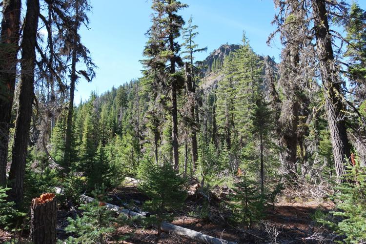 Moss Creek a less-traveled path into Mountain Lakes | Outdoors ...