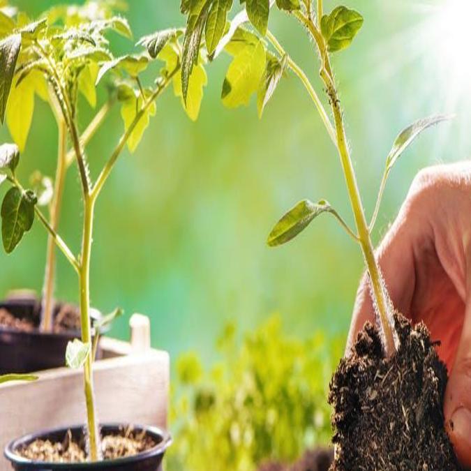 Sanchez Five Gardening Topics To Study Right Away Local News Heraldandnews Com