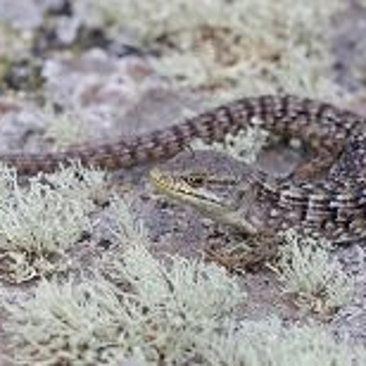 Get Species Snapshot Outdoors Heraldandnews Com For iPhone Free Get Wallpaper Species Snapshot Outdoors Heraldandnews Com Desktop Wallpaper