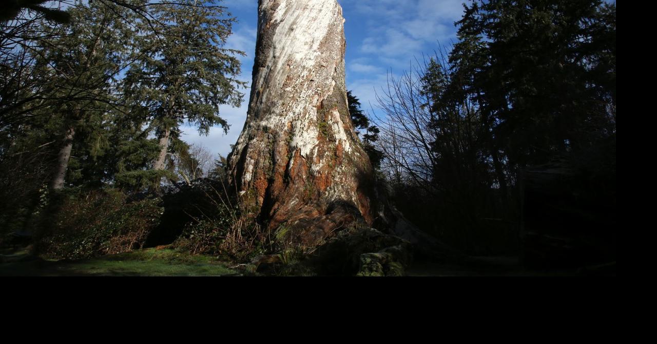 Oregon's once-largest tree still magnificent | Local News ...