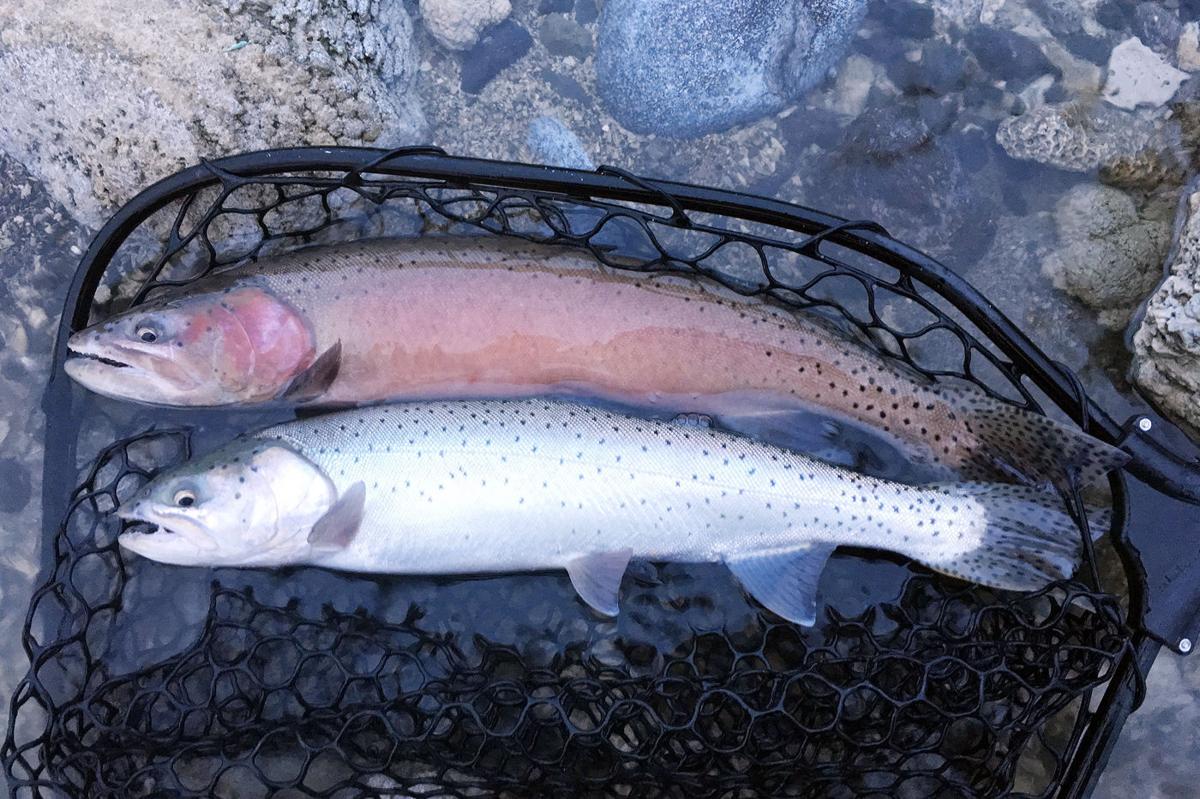 Testing The Waters Of Wyoming Bear River Cutthroat Outdoors Heraldandnews Com