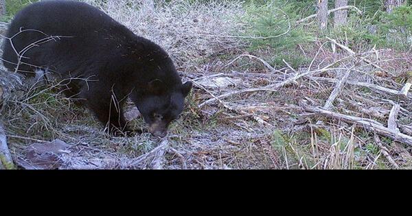 Bear attacks woman, battles her dog, gets hit by car