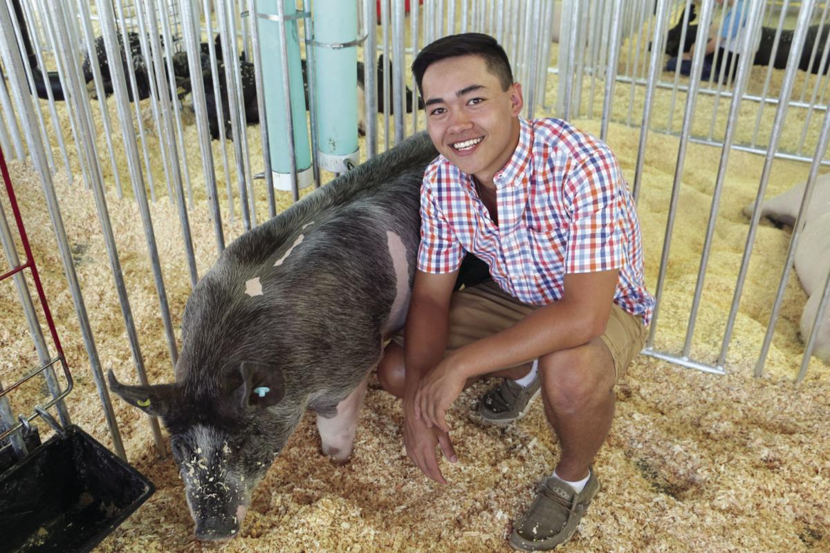 han-20190802-news-pigs.jpg