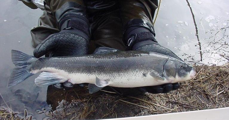 Angling closure for Hagelstein Park set for Monday, July 17 - Vimarsana News