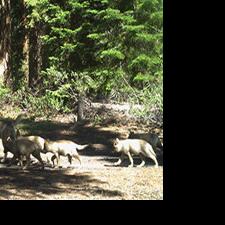 New Area of Known Wolf Activity designated in Klamath County