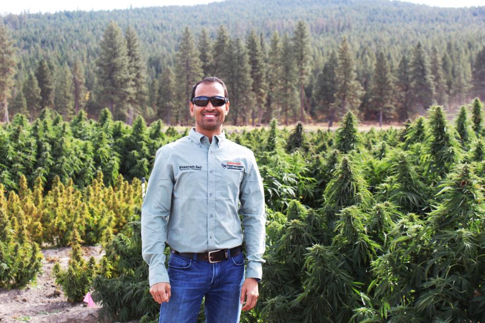 Hemp research reaches new heights in Klamath Falls - Herald and News