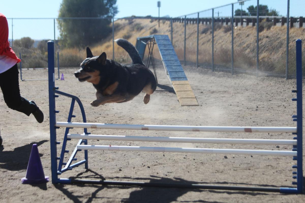 Dog Training In Klamath Falls Dog Training In Klamath Falls