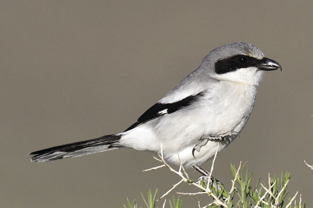 Loggerhead shrike: The carnivorous songbird | Local News
