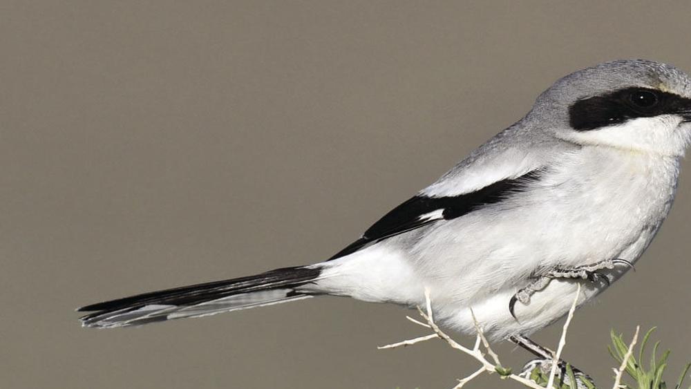 loggerhead shrike bird kill other birds