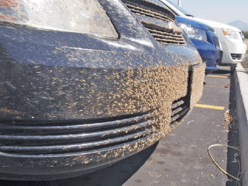 Getting answers What do you do when the midges attack