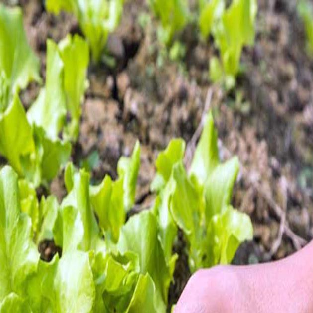 Five Tips For Growing Great Lettuce Local News Heraldandnews Com