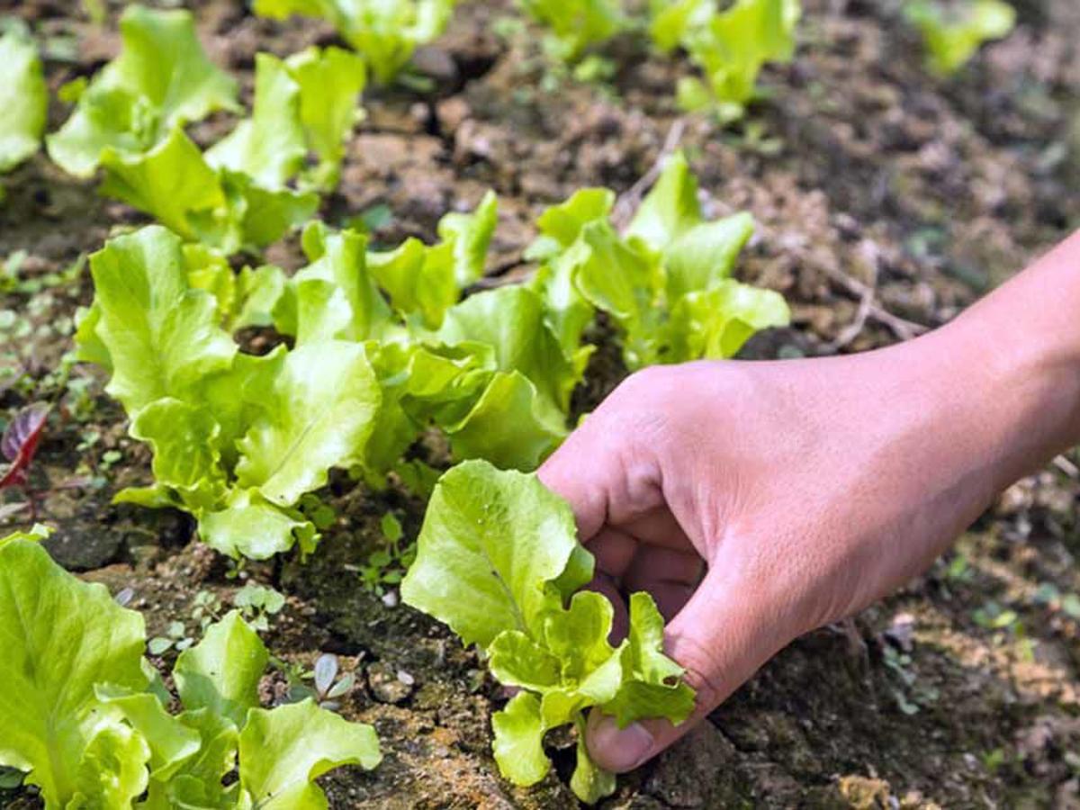 Baby lettuce harvested before maturity — softer leaves, quicker harvest, and continuous regrowth.