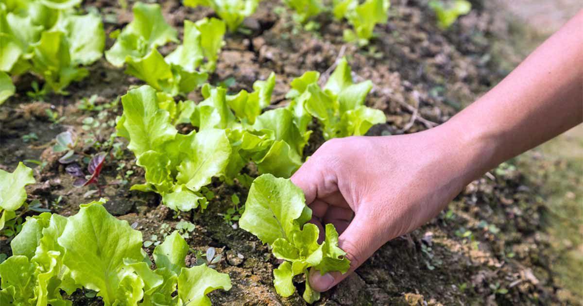 Five tips for growing great lettuce | Local News | heraldandnews.com