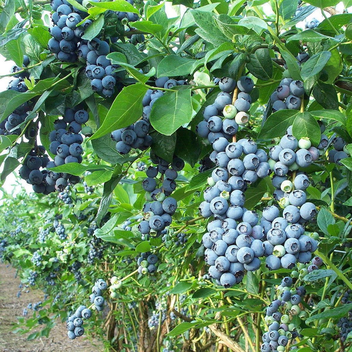 Five Fruit Tree - Five Columnar Minarette Fruit Trees Don T Take Up Much Space In A Small Garden But Produce Heavy Crops Of Apple Pear Plum Damson And Greengage Stock Photo Alamy : We did not find results for: