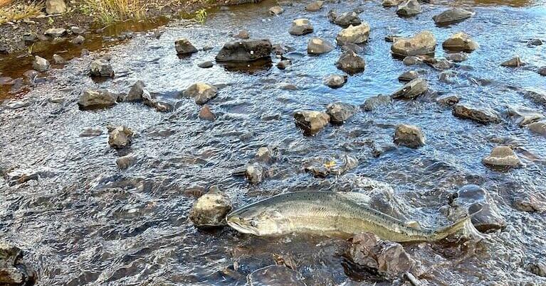 Chinook fishing on Klamath River in California won't be allowed until July