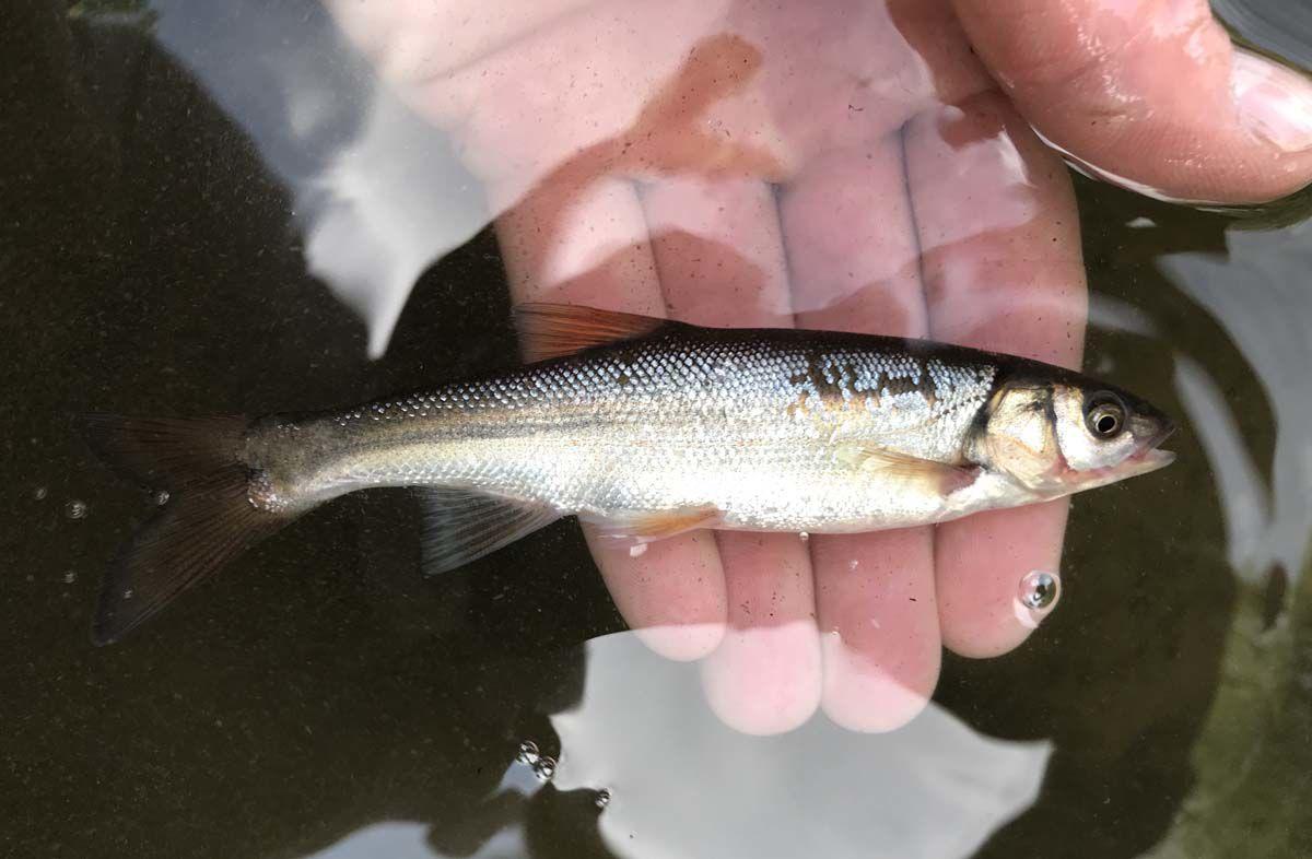 Pit River Excursion Provides Two New Species For The List Outdoors Heraldandnews Com Pit River Excursion Provides Two New Species For The List Outdoors Heraldandnews Com