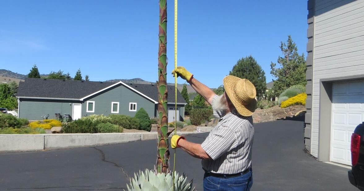 Local resident's century plant blooms after four decades - Vimarsana News