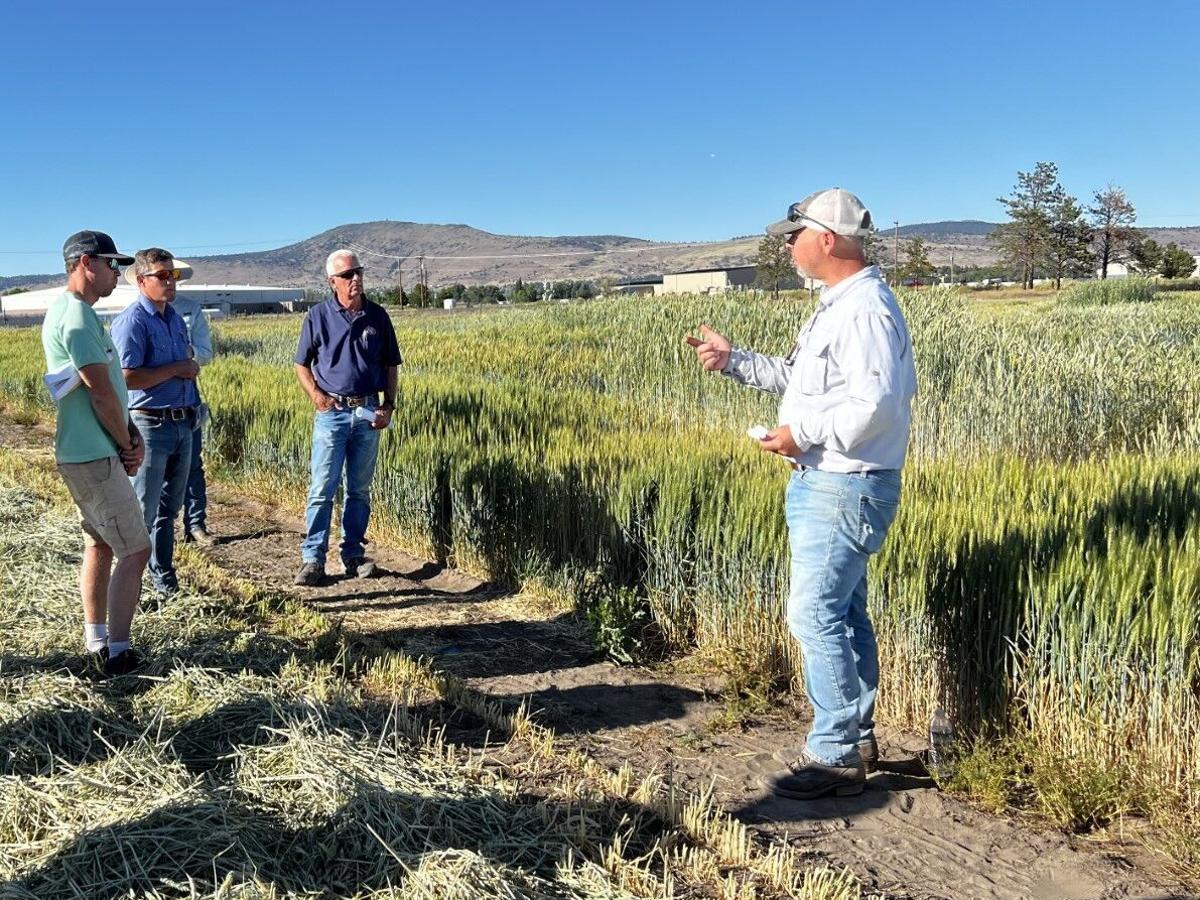 Winter wheat farm tour shows grain's resilience | Klamath ...