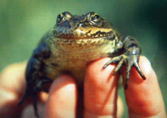 Columbia spotted frog  Washington Department of Fish & Wildlife