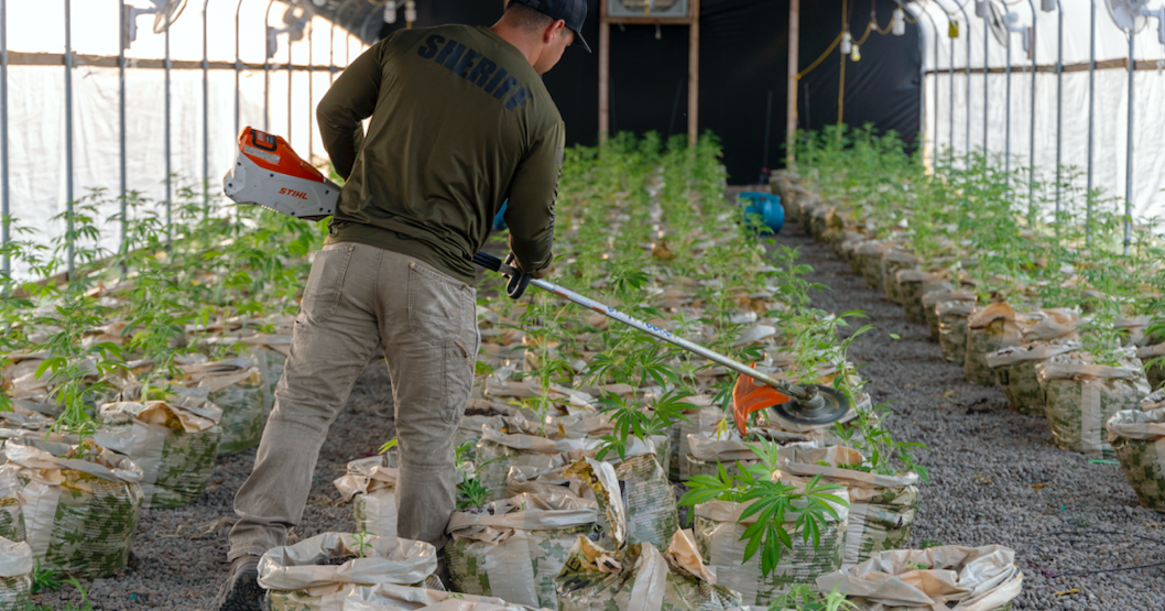 Police raids net 14,300 marijuana plants at alleged illegal grows