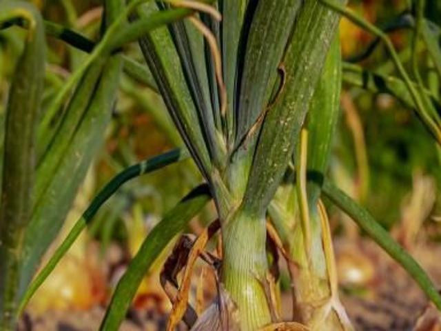 Five Root Crops To Try In Spring Local News Heraldandnews Com All of these vegetables take 1 to 3 months. five root crops to try in spring