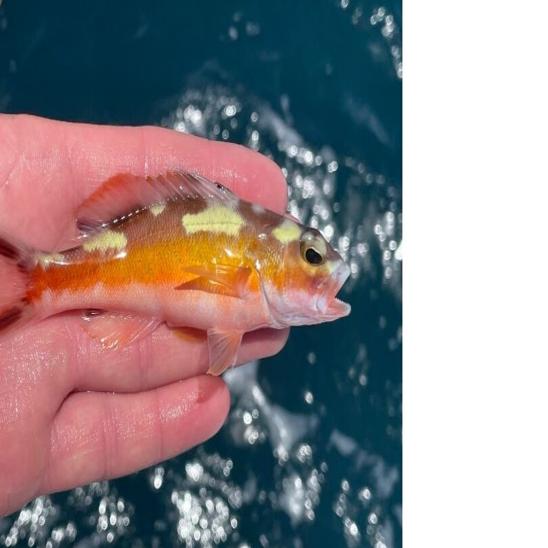 tobacco fish Caught Ovgard column: Angling for tobacco-themed fish safer than smoking |  Local News
