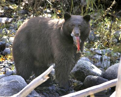 Calif Bear Hunting