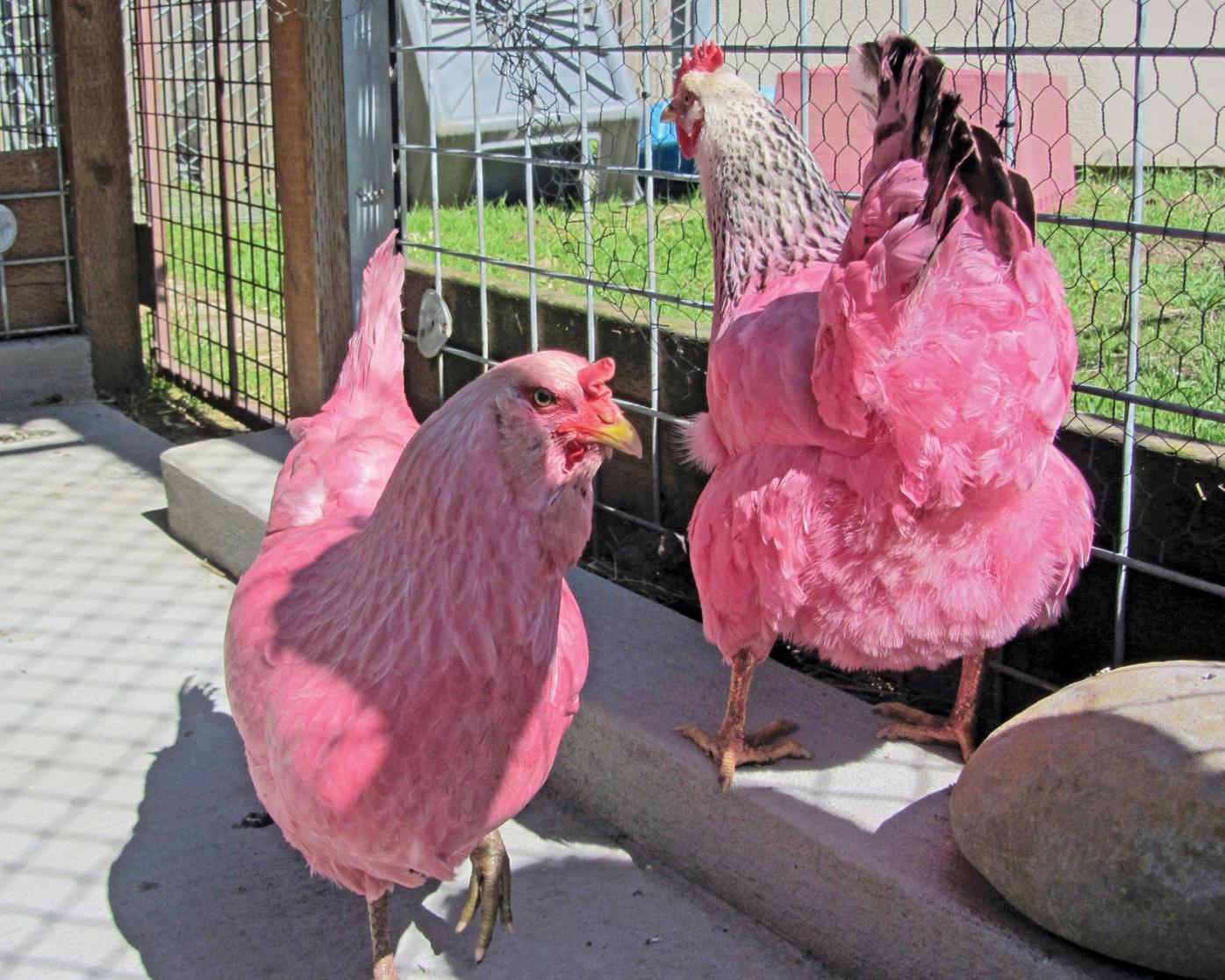 Oregon's pink chicken mystery solved; owner explains, News