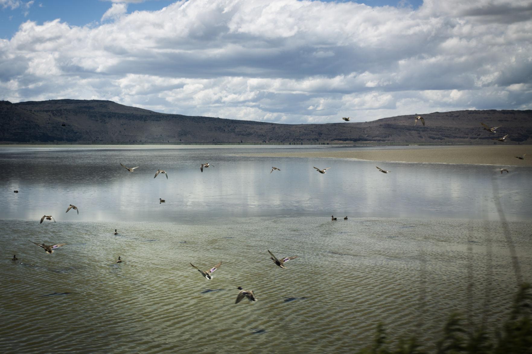 Biologists, irrigators empty Tule Lake to improve habitat, fight