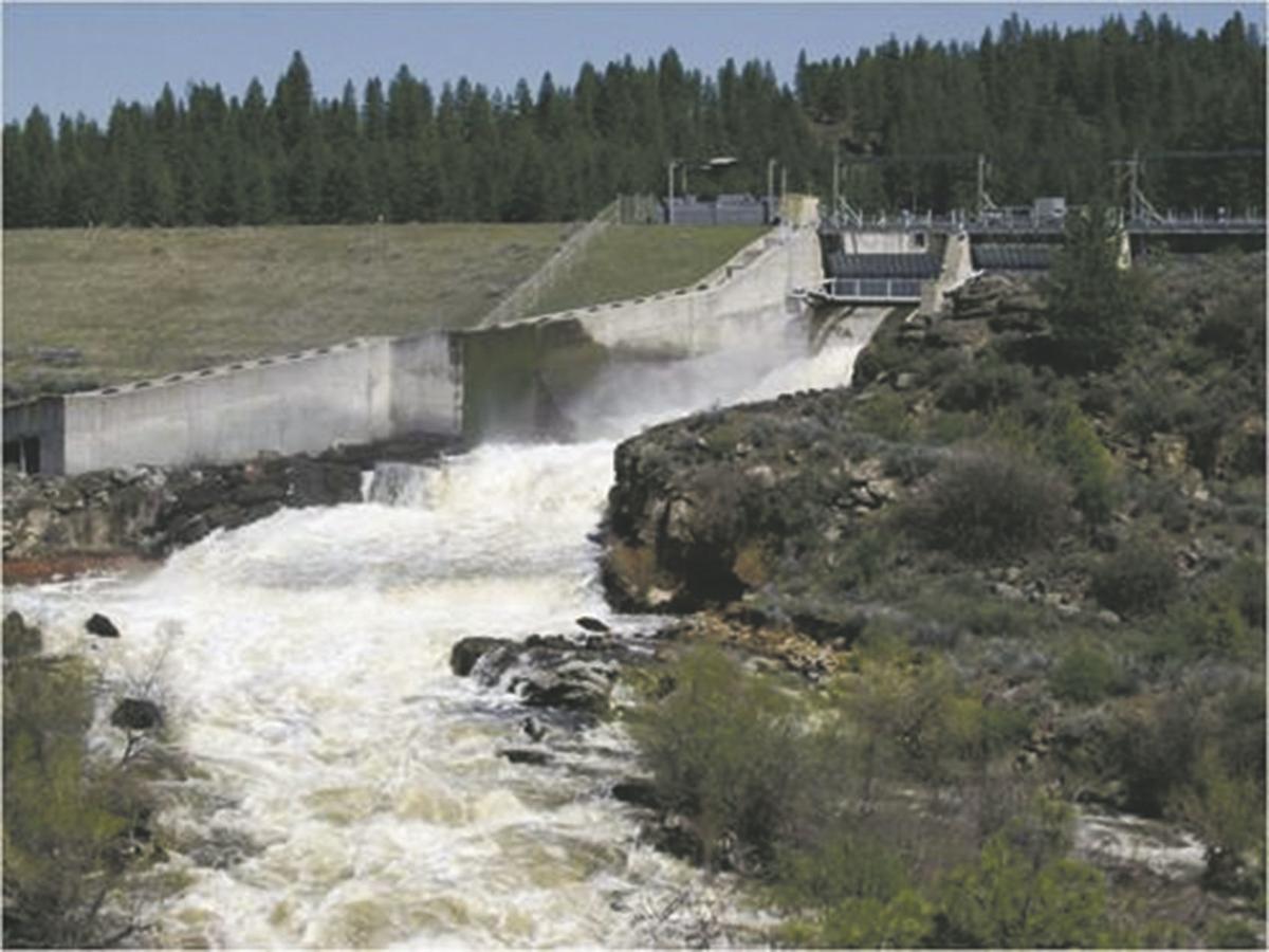 After Klamath River Flushes C Shasta Spores Spike Surprising