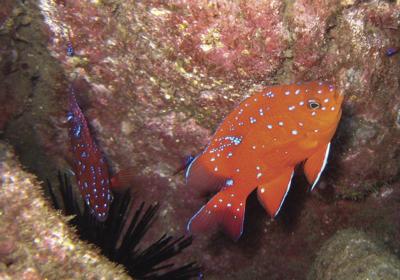 Garibaldi: The state marine fish of a sad, broken place | Local News ...