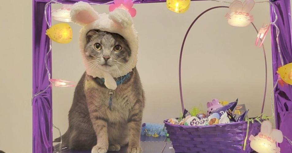 Gray Cat in final four of Cadbury Bunny contest Living