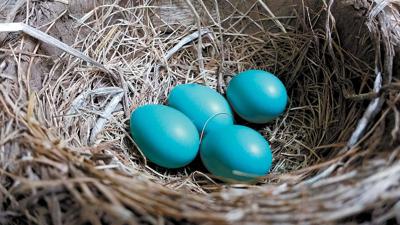which bird lays blue eggs