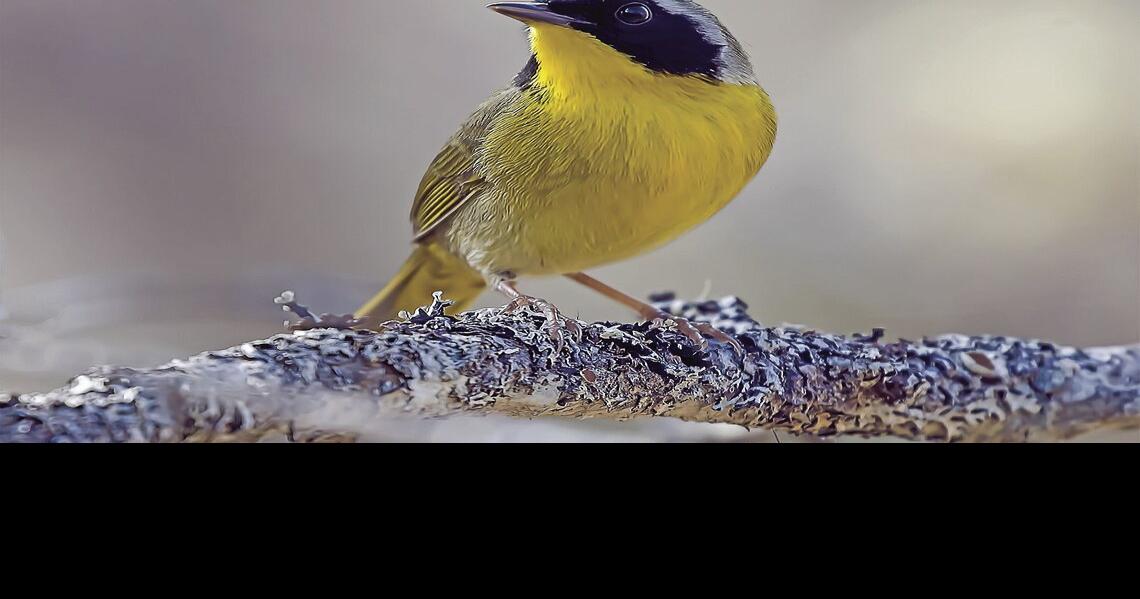 Annual spring bird count finds 151 species Living
