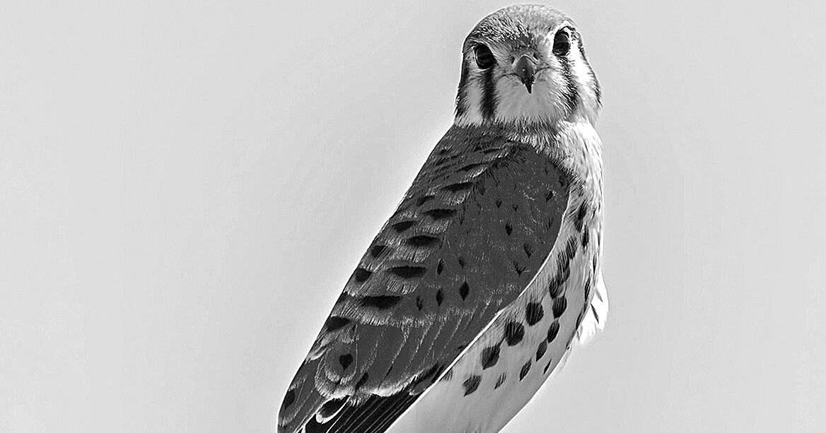 Watch for American kestrels in open areas, on roadside | Op Ed Watch for American kestrels in open areas, on roadside | Op Ed
