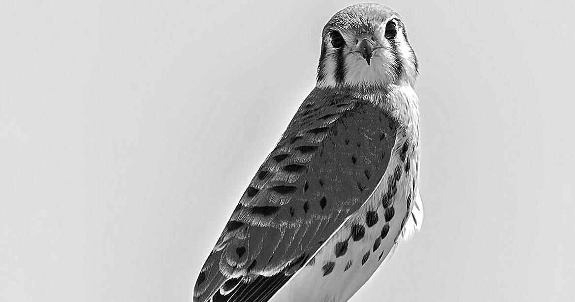 Watch for American kestrels in open areas, on roadside | Op Ed