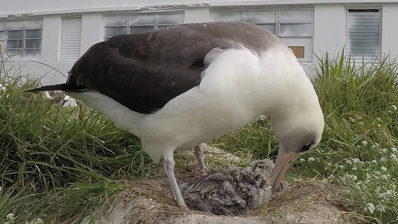 Albatross known as Wisdom returns again to Midway | Op Ed |  