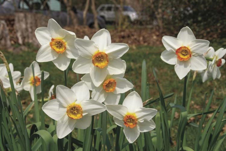 Daffodils white