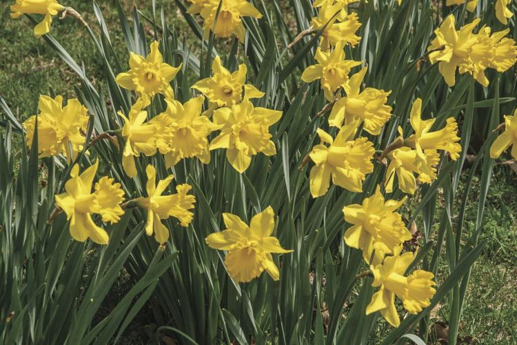 Daffodils group