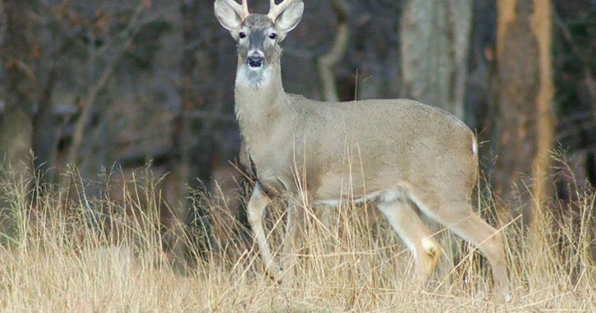 Outdoors with Luke enjoying the first day of deer season Sports